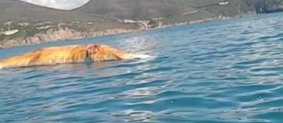 
	La balena morta al largo di Quercianella (foto La Voce di Quercianella)

