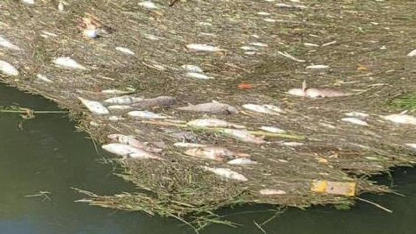 Il fosso Fiumetto come il Motrone, un’altra morìa di pesci: ecco il motivo