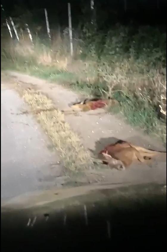 Pietrasanta, altri due caprioli sbranati e uccisi: «Sono i lupi». Indaga la Forestale 