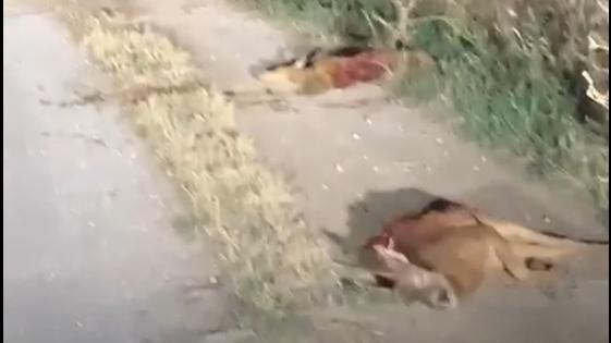 Pietrasanta, altri due caprioli sbranati e uccisi: «Sono i lupi». Indaga la Forestale