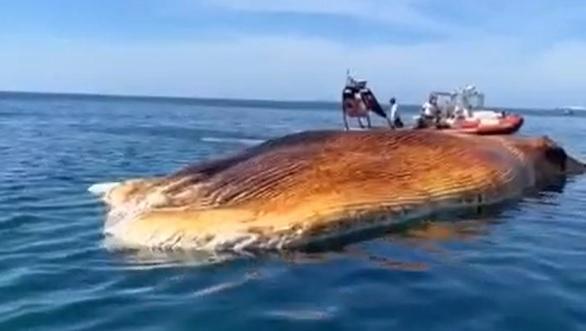 
	La carcassa della balena nelle acque di Quercianella (Foto vigili del fuoco e guardia costiera)

