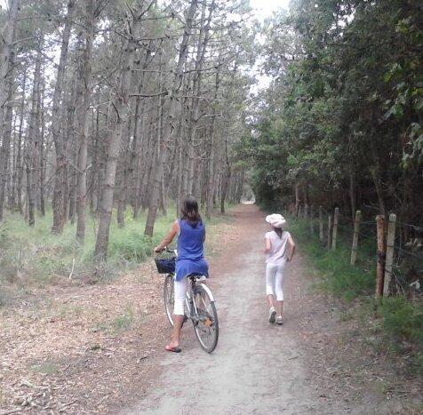 La Regione: «Sposteremo i daini da Volano per la sterilizzazione» 