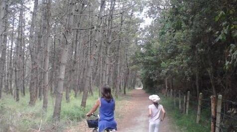 La Regione: «Sposteremo i daini da Volano per la sterilizzazione»