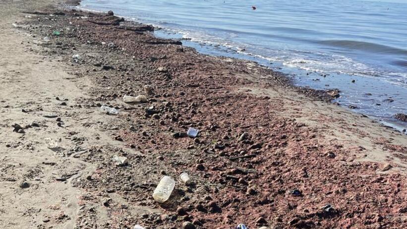 Sorpresa tra Fiumetto e Forte: la spiaggia è colorata di rosa. Ecco perché