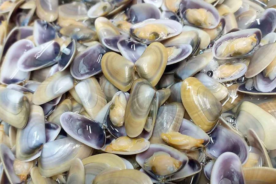Pisa, sequestrati 150 kg di arselle prive di tracciabilità. I venditori abusivi sorpresi dai forestali