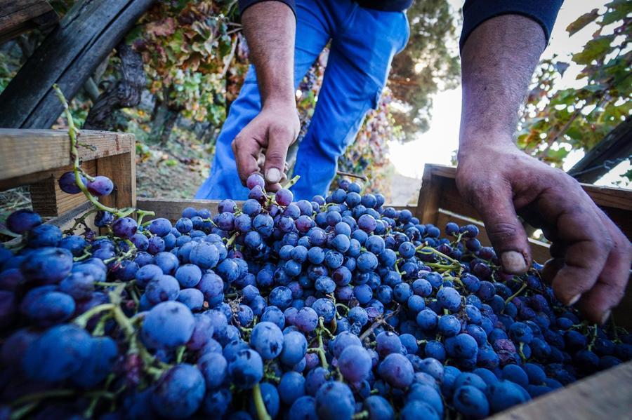 Vino, in Sardegna ottima qualità e +15% di produzione