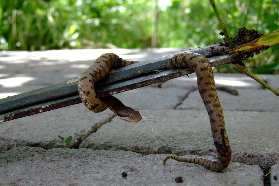 Morso da una vipera a Brugneto: dimesso 42enne