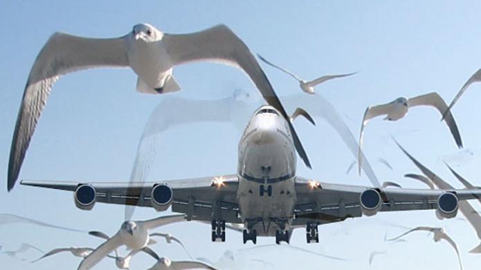 Modena. Volo in ritardo di 4 ore per stormo d’uccelli Famiglia sarà risarcita
