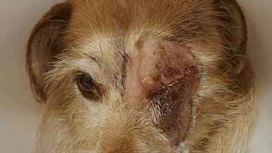 Vigarano, spara al cane perché abbaia: il meticcio ha perso l’occhio