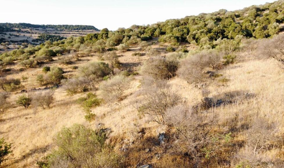 Migliaia di olivastri a rischio nell'Oristanese, parla l’esperto: «Bisogna agire subito» 