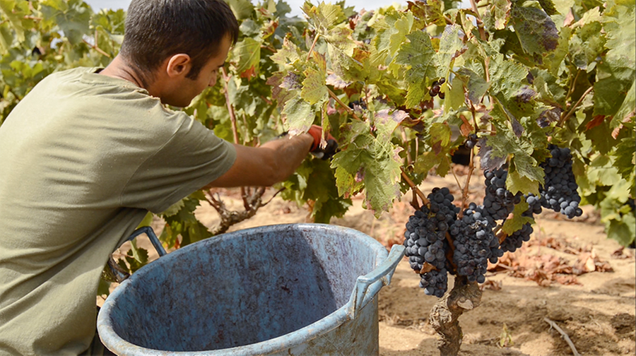 Enoturismo nel Sulcis, dove effettuare tour e degustazioni nel periodo della vendemmia