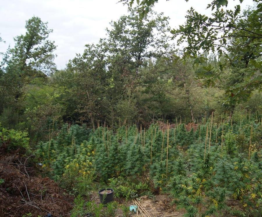 Nei boschi di Poggioni spuntano 160 chili di marijuana 