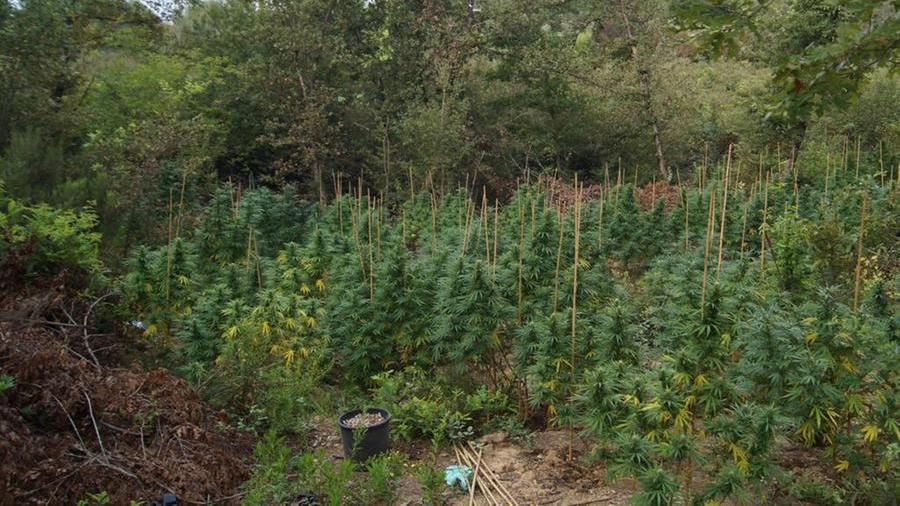 Nei boschi di Poggioni spuntano 160 chili di marijuana