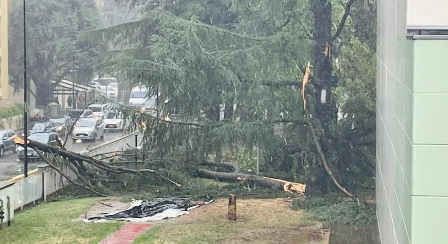 Temporale e forte vento: danni a Vignola, Castelfranco e Savignano
