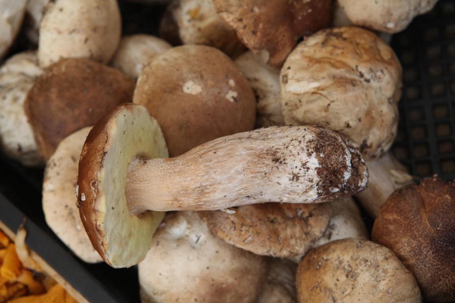 Porcini e galletti a Civago
