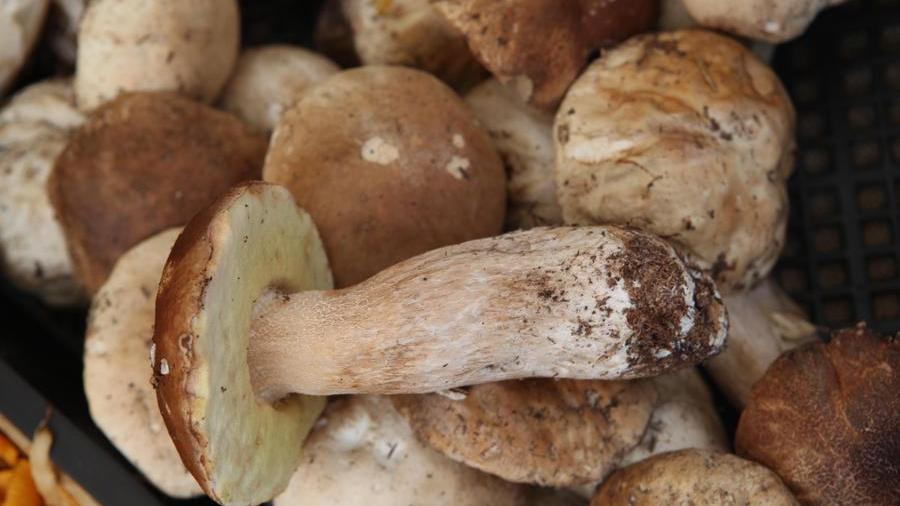 Porcini e galletti a Civago