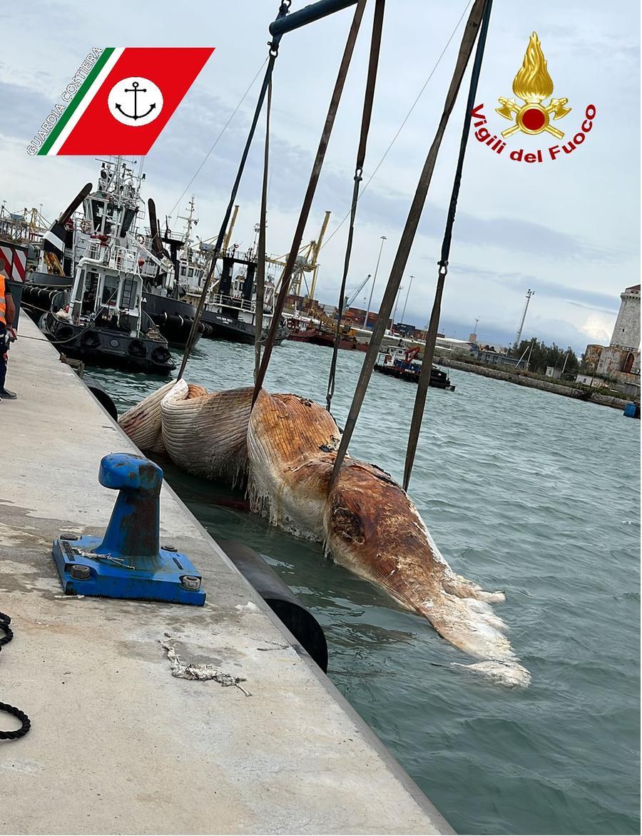 
	la carcassa della balena (foto vigili del fuoco e guardiacostiera)

