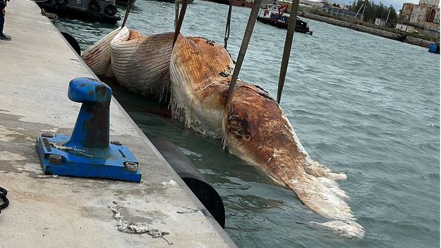 la carcassa della balena (foto vigili del fuoco e guardiacostiera)