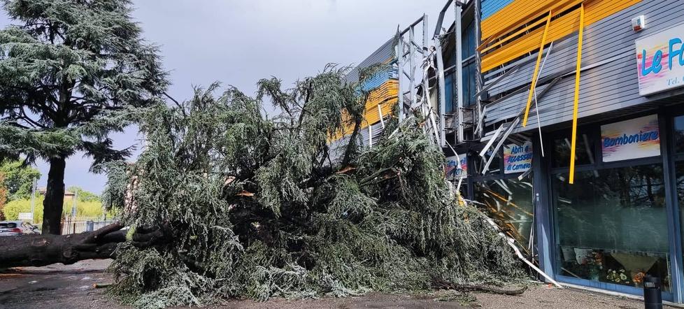 Nubifragio a Savignano, Vignola e Piumazzo: alberi crollano su negozi e auto in sosta