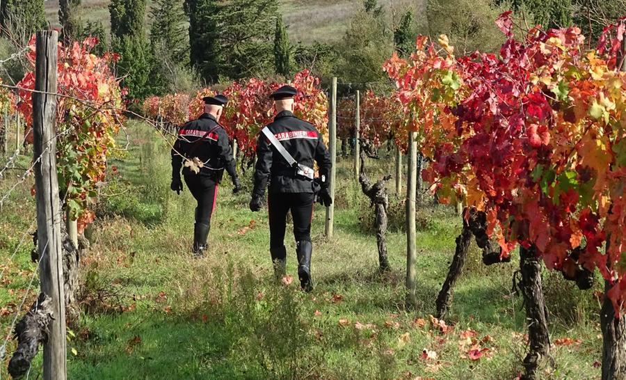 Anziano ruba l’uva per rivenderla: denunciato