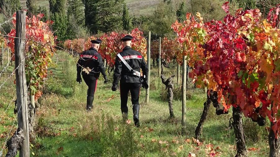 Anziano ruba l’uva per rivenderla: denunciato