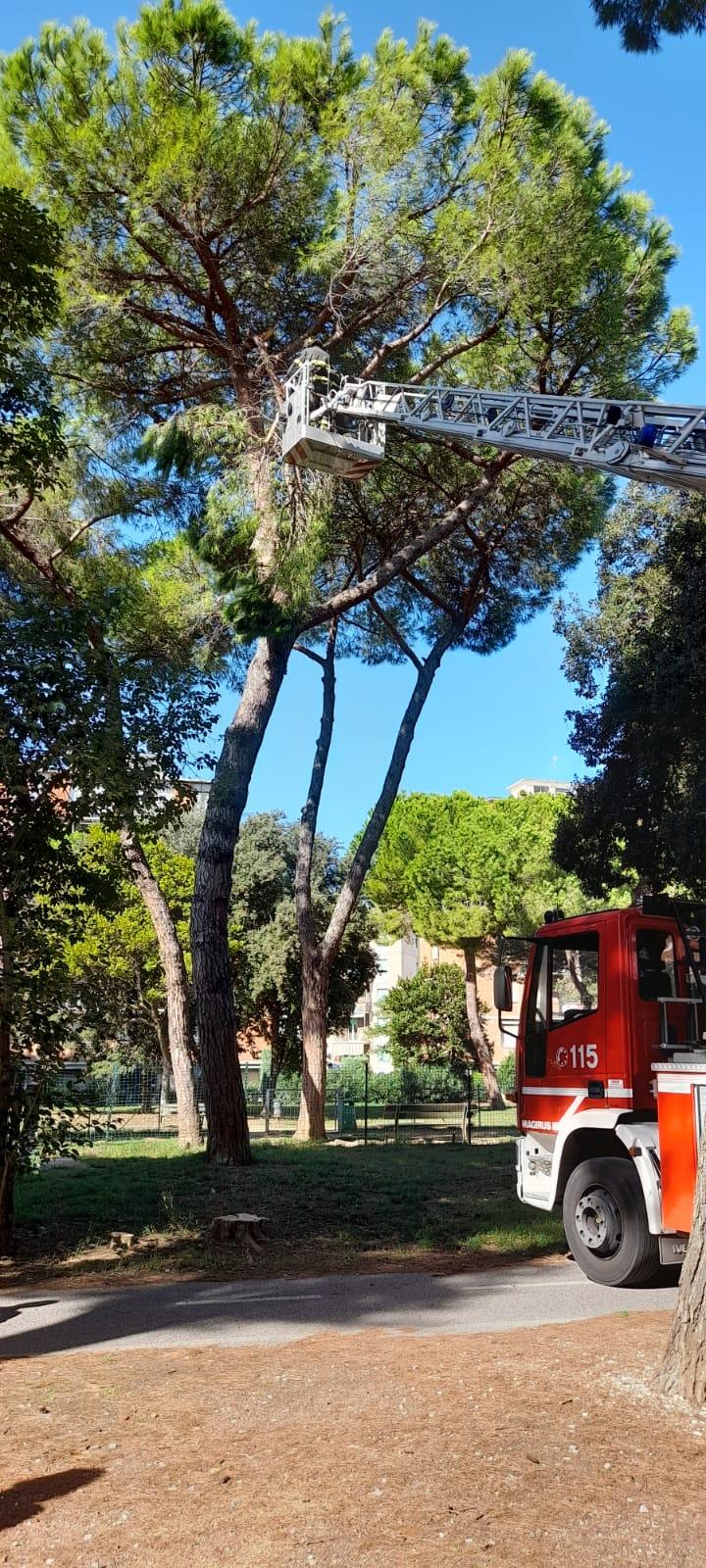 Vento a Livorno, interventi sugli alberi pericolanti