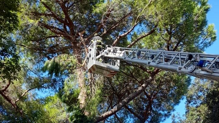 Vento a Livorno, interventi sugli alberi pericolanti