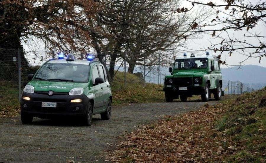 Si perde nei boschi in cerca di funghi