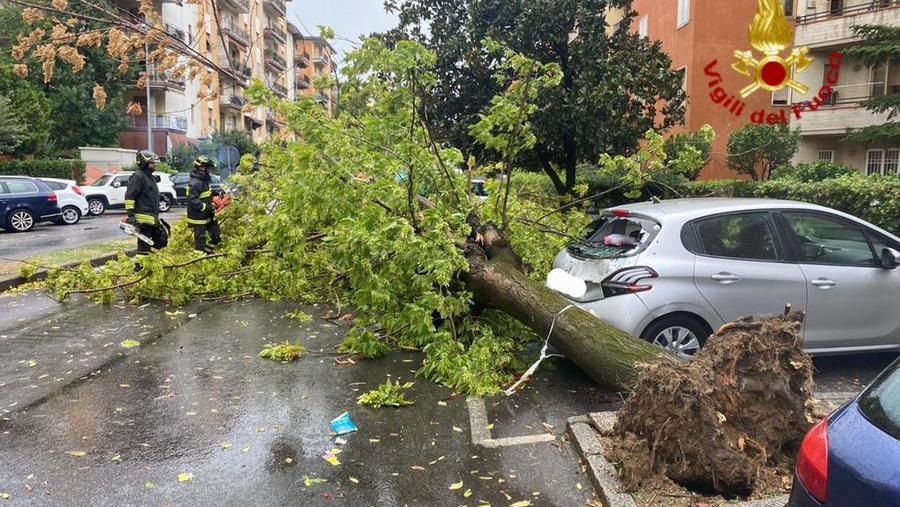 L'albero sradicato dal vento in via Vivaldi
