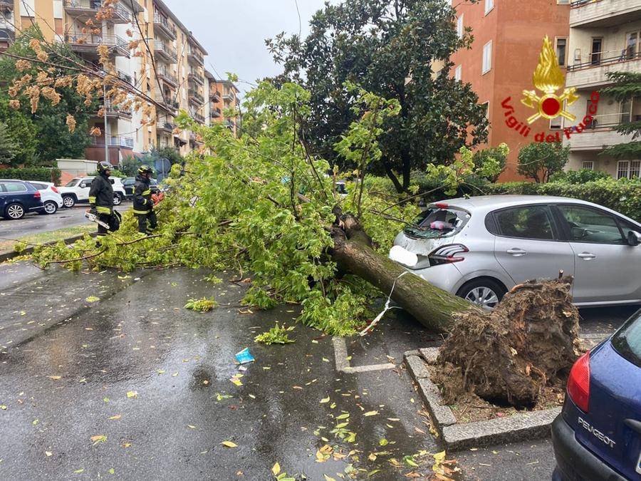 
	L'albero caduto

