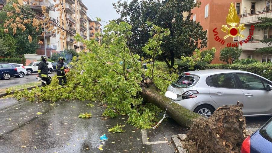 L'albero caduto