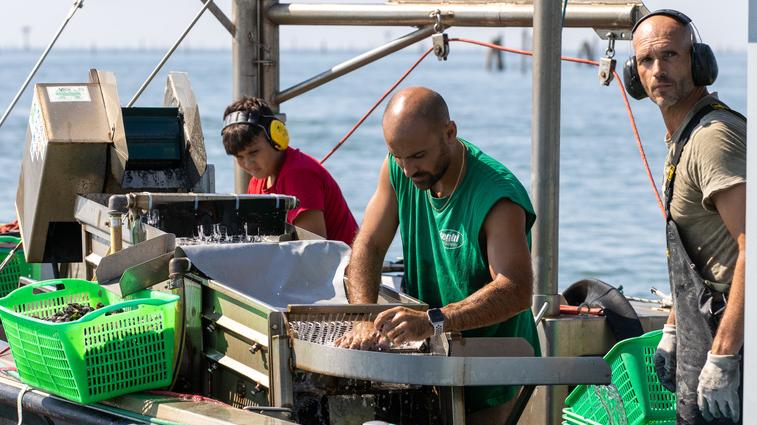 Le vongole spinte verso la battigia e scatta il divieto di balneazione