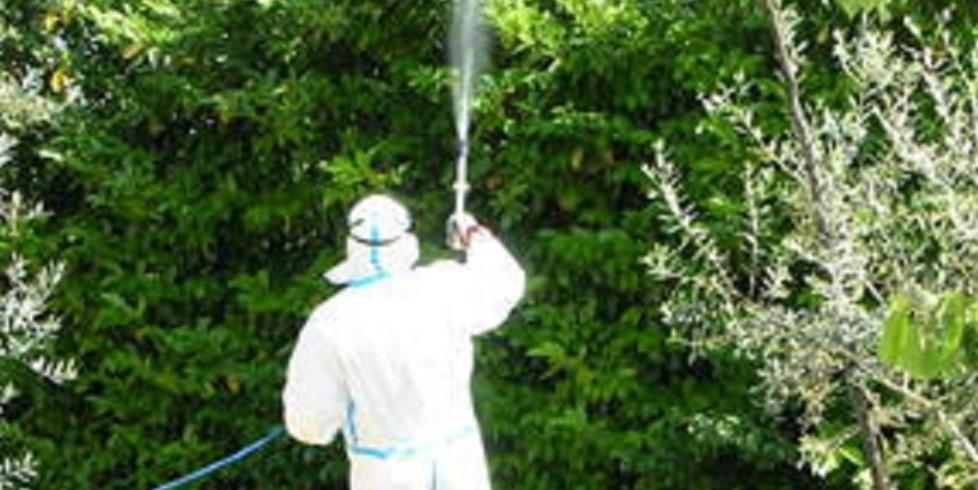 Un caso di dengue a Mirandola: scatta subito la disinfestazione