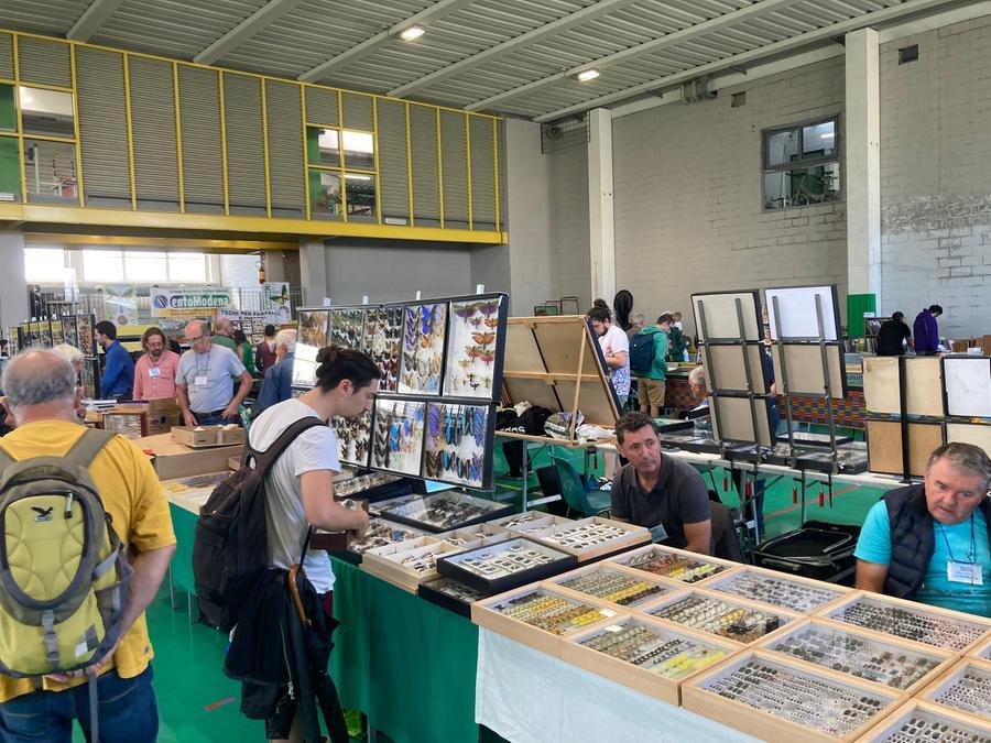 EntoModena Insetti vivi e da collezione, conchiglie e libri scientifici. La mostra mercato più affascinante