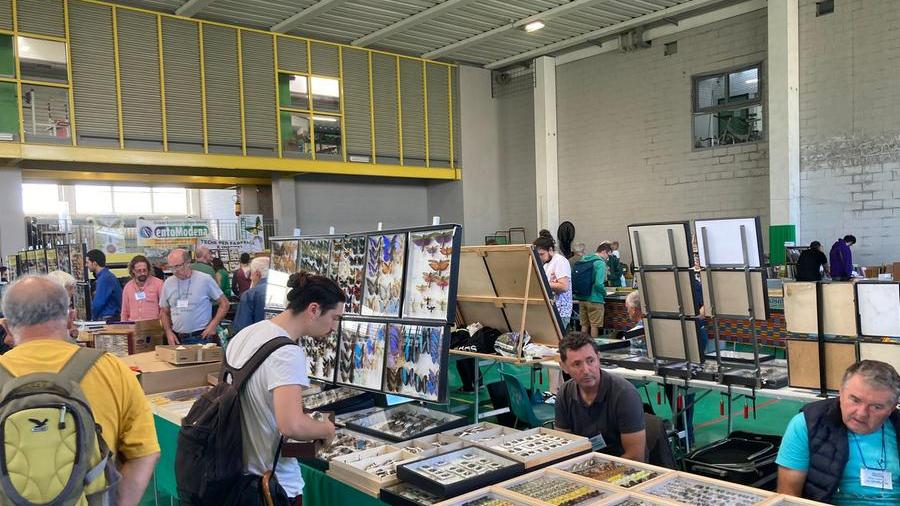 EntoModena Insetti vivi e da collezione, conchiglie e libri scientifici. La mostra mercato più affascinante