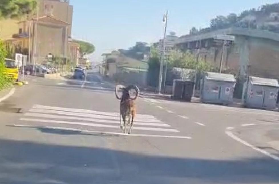 Il muflone mentre corre per le strade di Porto Santo Stefano