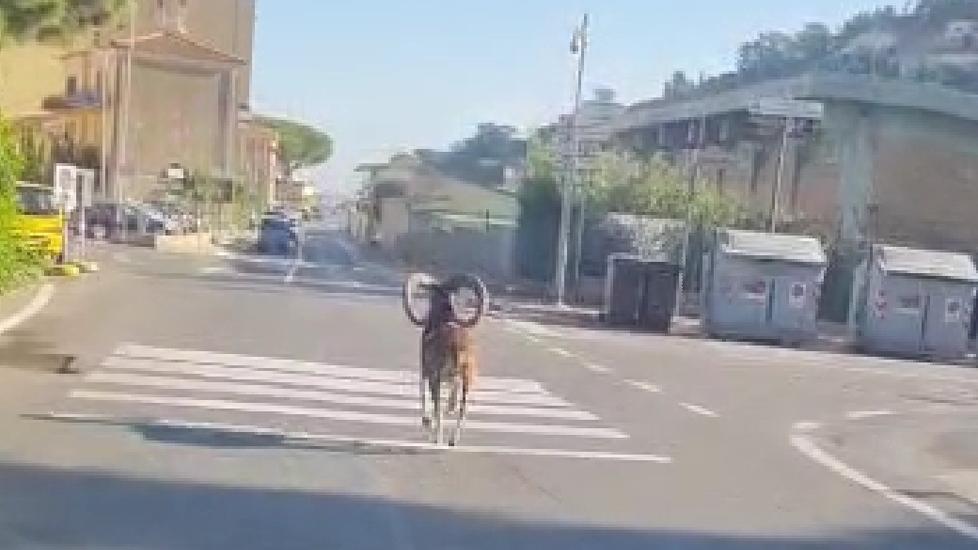 Il muflone mentre corre per le strade di Porto Santo Stefano