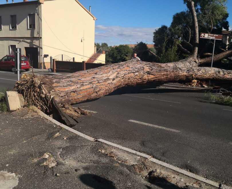 Il pino caduto sulla strada 398 che attraversa l’abitato di Cafaggio