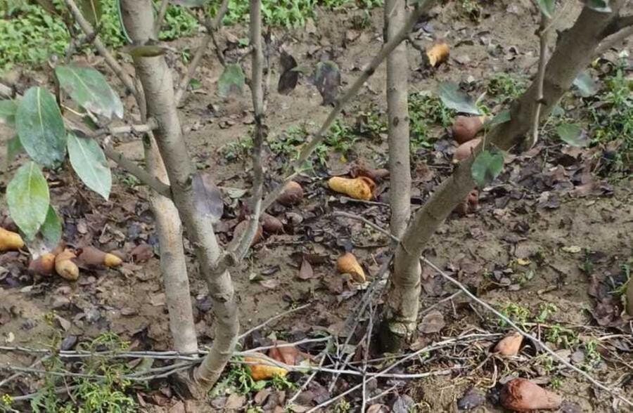 Ferrara, nei campi adesso si espianta: «Per la pera stavolta è finita»