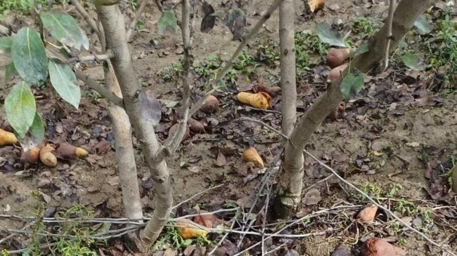 Ferrara, nei campi adesso si espianta: «Per la pera stavolta è finita»