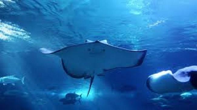 Cala Gonone, all’acquario nascono 4 trigoni