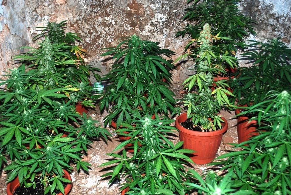 Piante di marijuana nel cortile di casa, arrestato 