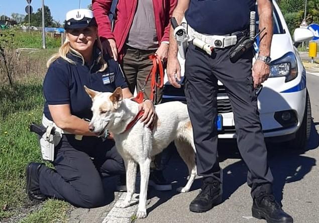 Modena, cagnolina smarrita a Reggio Emilia trovata dalla polizia locale in strada Pomposiana