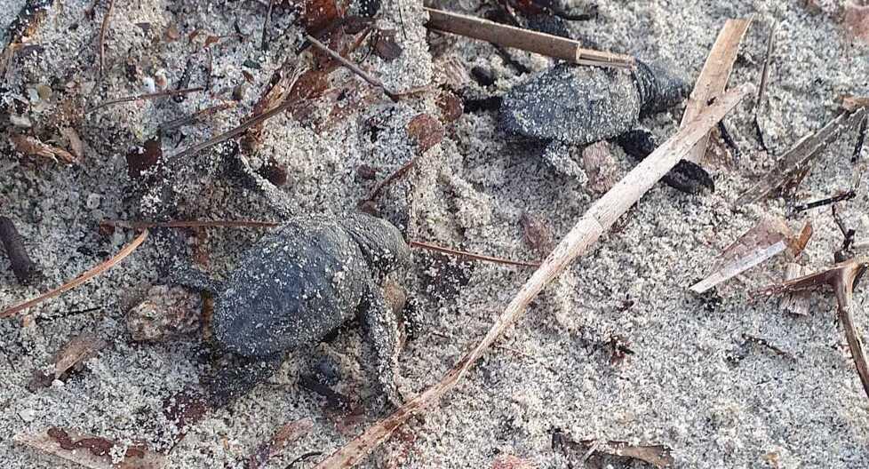 Le caretta caretta nascono a Sant’Andrea: «È l’effetto del cambiamento climatico»