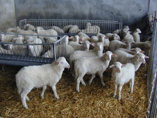 L’agnello Igp sardo è alle più alte quotazioni negli ultimi 30 anni
