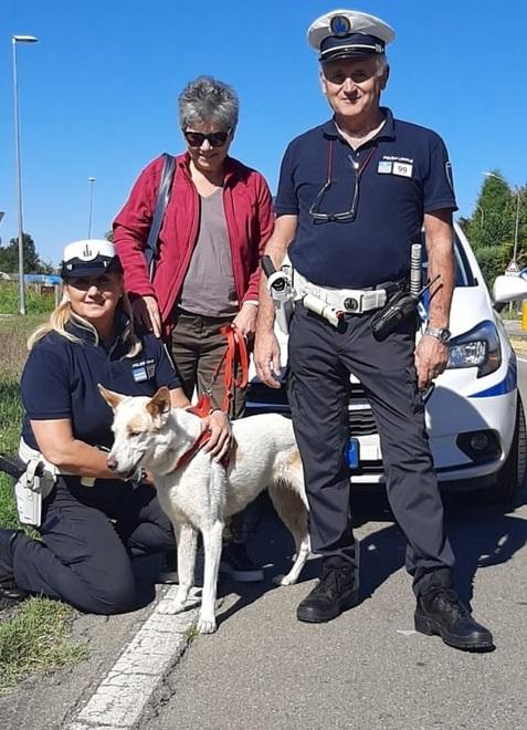 Scappa da Reggio, trovata a Modena: “Neve” è a casa dopo 11 giorni. La proprietaria: «Grazie a chi mi ha aiutata»