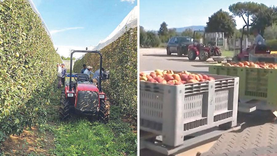L’allarme dei produttori toscani: «Costretti a svendere la frutta, celle frigorifere troppo care» 