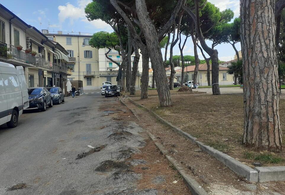 I pini, gli avvallamenti e i pericoli. L'assessore «Vanno tolti, ma a Viareggio c’è chi si lamenta» 