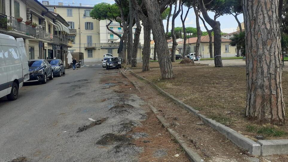 I pini, gli avvallamenti e i pericoli. L'assessore «Vanno tolti, ma a Viareggio c’è chi si lamenta»