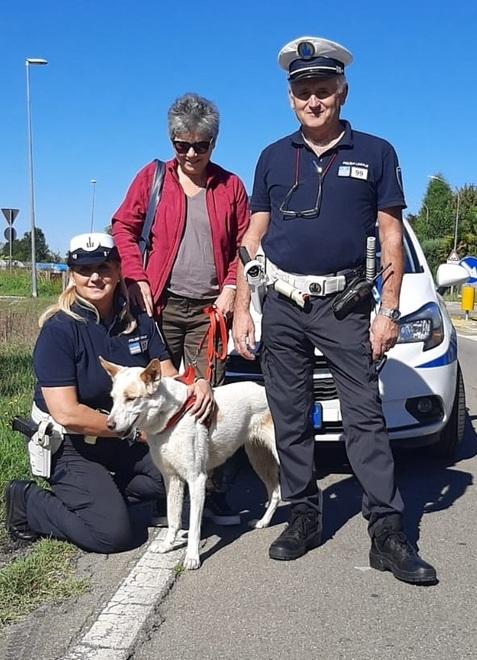 Cane sparisce da Reggio Emilia durante il temporale: lo trovano dopo 11 giorni a Modena
